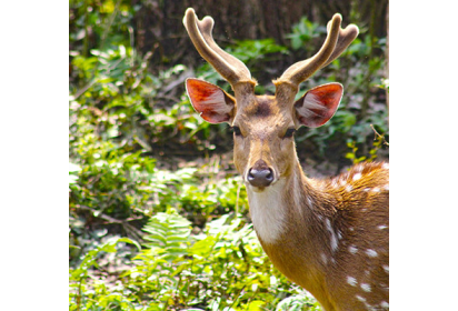 Kathmandu, Pokhara, Chitwan Tour – 11 Days